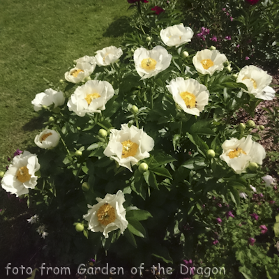 Paeonia Moonrise