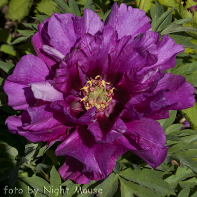 Paeonia Morning Lilac