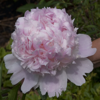 Paeonia Mr. Ed