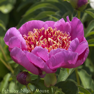 Paeonia Neon