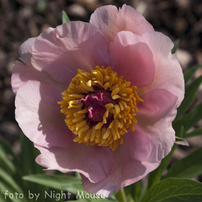 Paeonia Nosegay