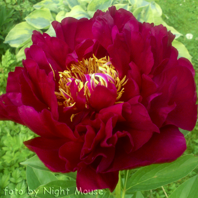 Paeonia Old Faithful