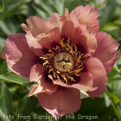 Paeonia Old Rose Dandy