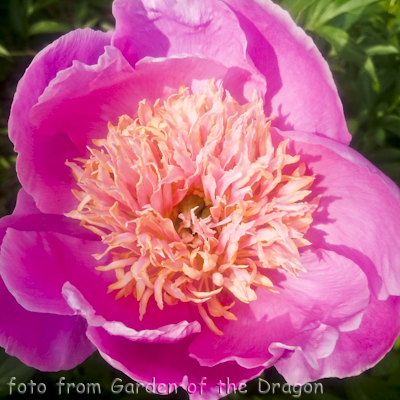 Paeonia Paisley Pink