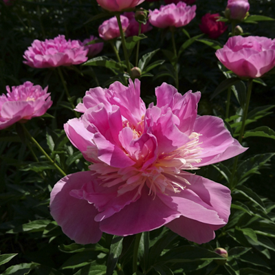 Paeonia Paree Fru Fru