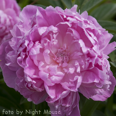 Paeonia Paul Bunyan