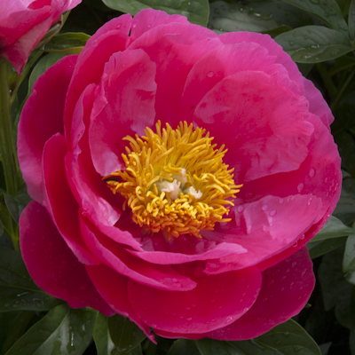 Paeonia Paula Fay