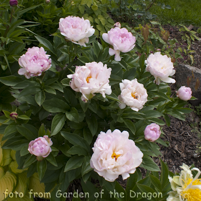 Paeonia Petite Elegance