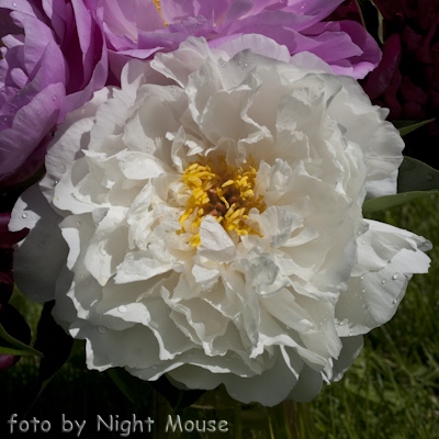 Paeonia Petite Porcelain