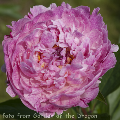 Paeonia Pietertje Vriend Wagenaar