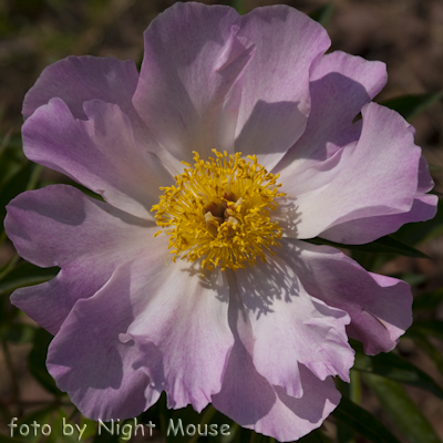 Paeonia Pillow Dreams