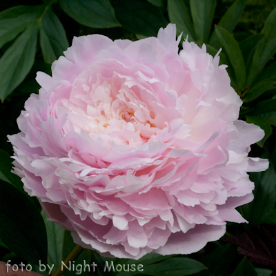 Paeonia Pillow Talk