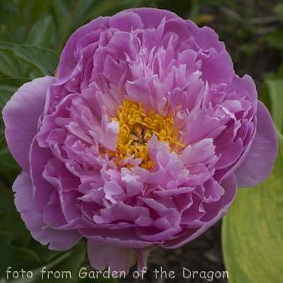 Paeonia Pink Charmer