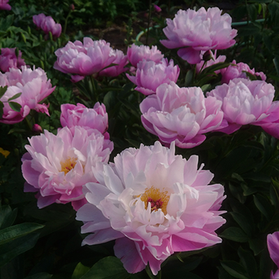 Paeonia Pink Delight