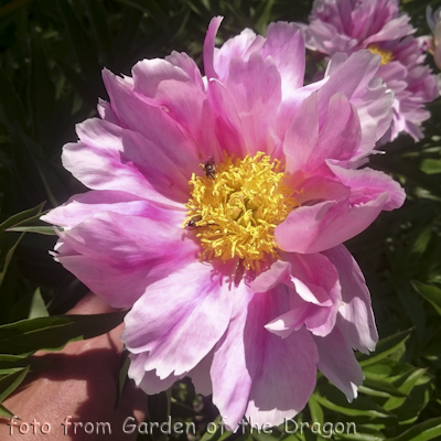 Paeonia Pink Firefly