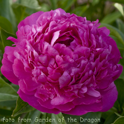 Paeonia Pink Jazz