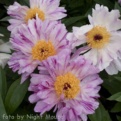 Paeonia Pink Luau