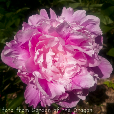 Paeonia Pink Parfait