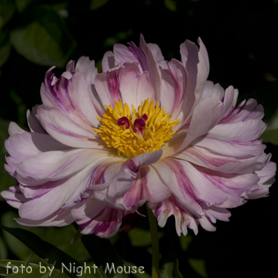 Paeonia Pink Spinners