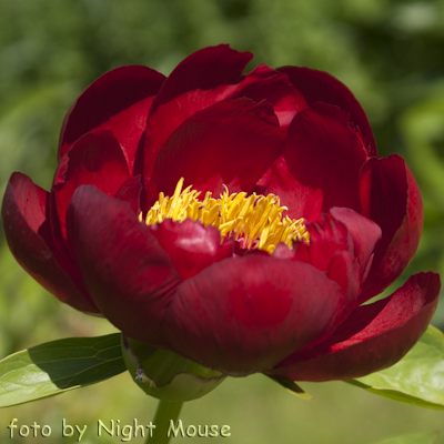 Paeonia Postillon