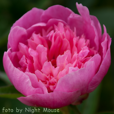 Paeonia Prairie Afire