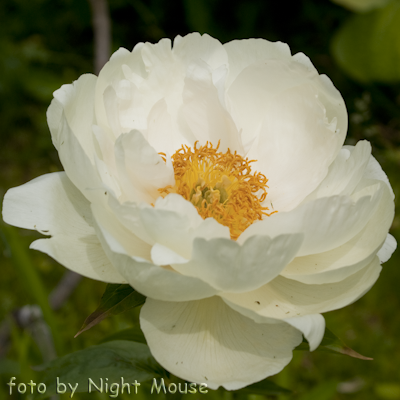 Paeonia Prairie Moon