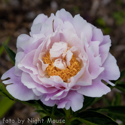 Paeonia Queenbee