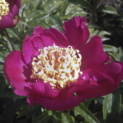 Paeonia Rashomoon