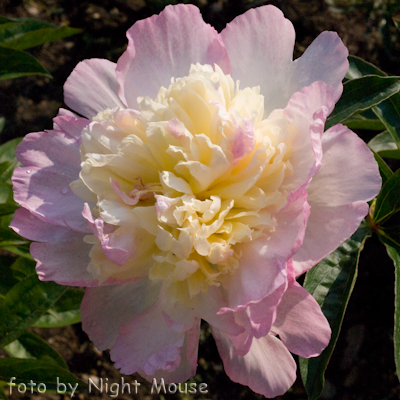 Paeonia Raspberry Sundae