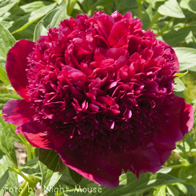 Paeonia Red Charm