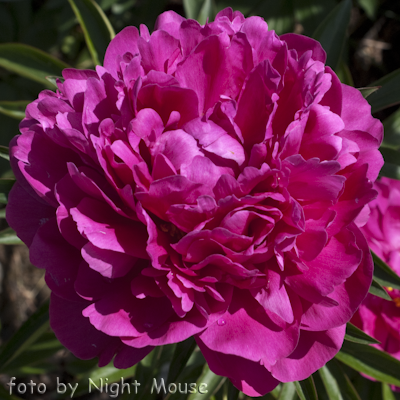 Paeonia Red Magic