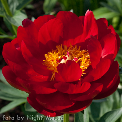 Paeonia Red Red Rose