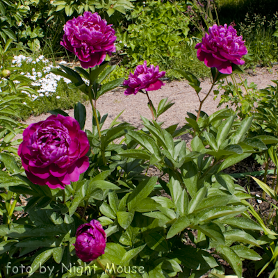 Paeonia Red Sarah Bernhardt