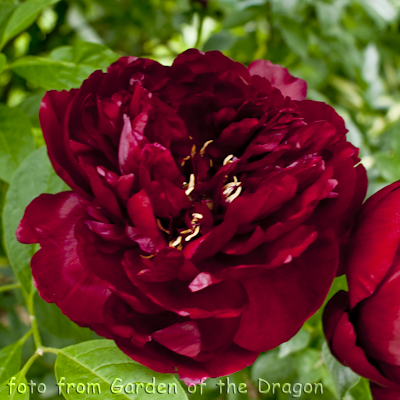 Paeonia Robert W. Auten