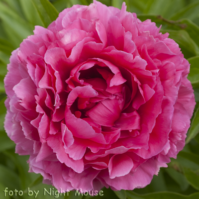 Paeonia Rose Heart