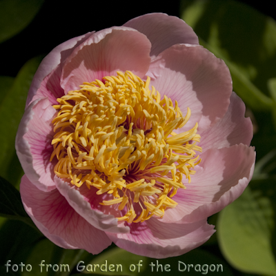 Paeonia Rose Noble