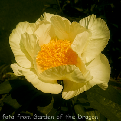 Paeonia Roy Pehrsons Best Yellow