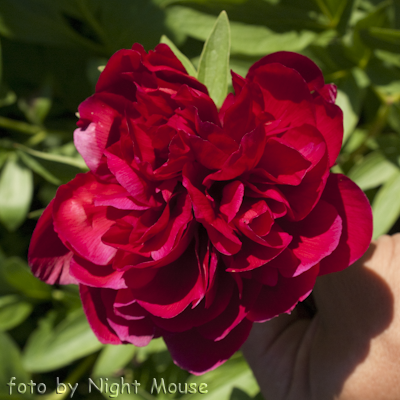 Paeonia Rubra Plena