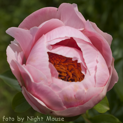 Paeonia Salmon Dream