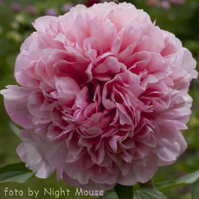 Paeonia Salmon Glory