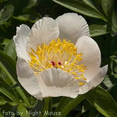 Paeonia Sanctus