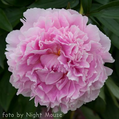 Paeonia Sarah Bernhardt