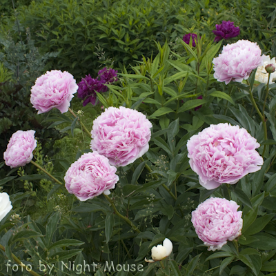 Sarah Bernhardt