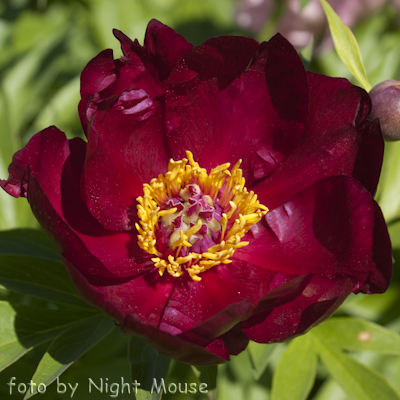 Paeonia Scarlet Heaven