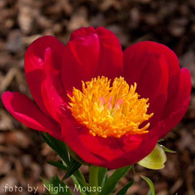 Paeonia Scarlet O`Hara