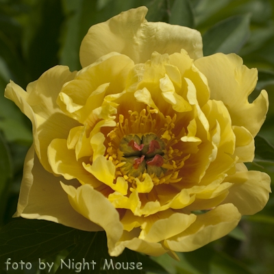 Paeonia Sequestered Sunshine