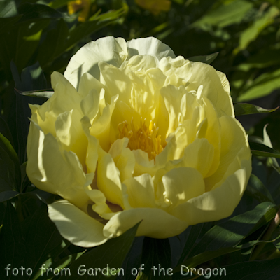 Paeonia Smith Family Yellow