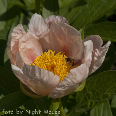 Paeonia Soft Apricot Kisses