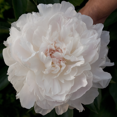 Paeonia Solveig