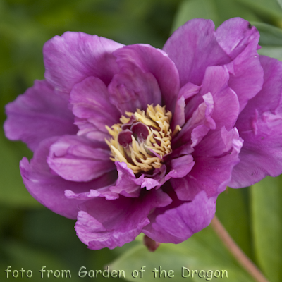 Paeonia Sonoma Amethyst